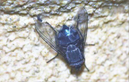 Réf. 329 029 : Calliphora sp.